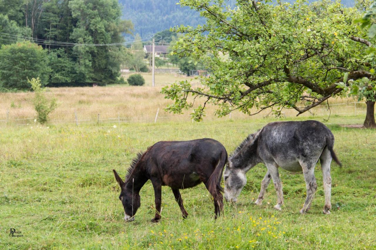 Roulotte Le Temps De Rever Bed & Breakfast Saint-Michel-sur-Meurthe Екстериор снимка