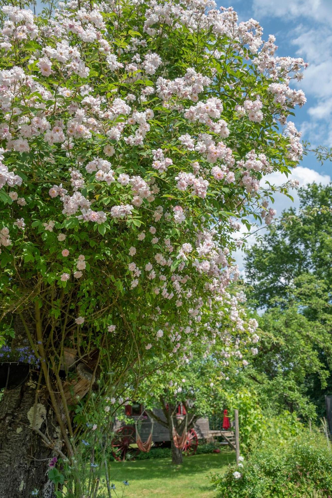 Roulotte Le Temps De Rever Bed & Breakfast Saint-Michel-sur-Meurthe Екстериор снимка