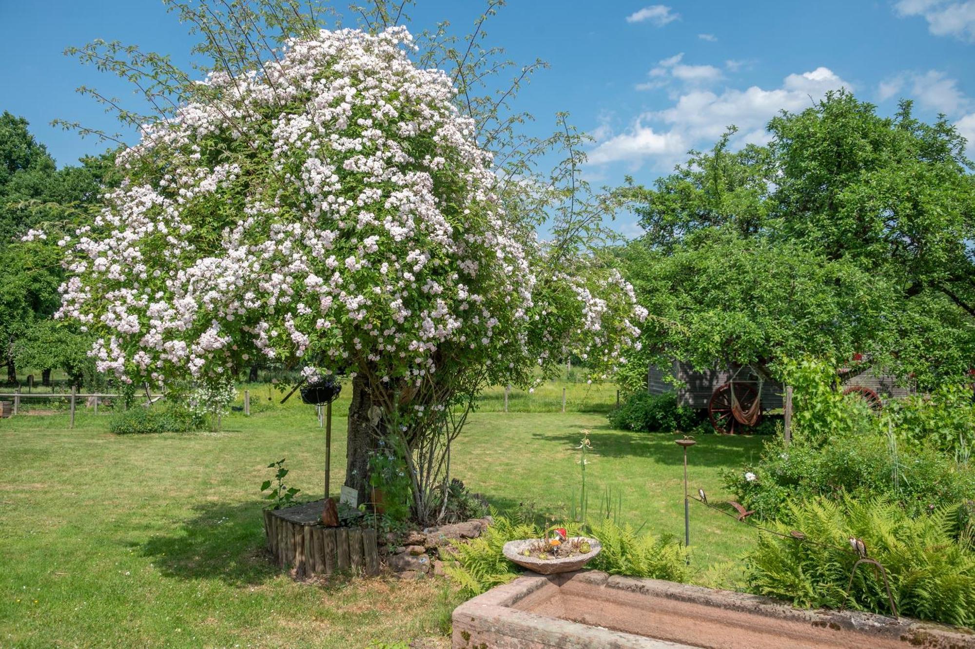 Roulotte Le Temps De Rever Bed & Breakfast Saint-Michel-sur-Meurthe Екстериор снимка